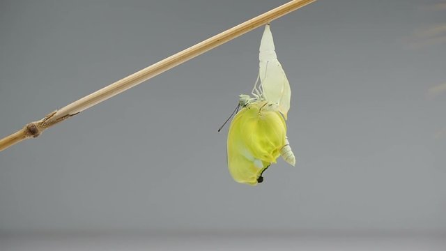 New born Yellow butterfly from pupa