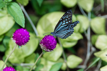Butterfly, Blue Tiger (Tirumala limniace) Kerala India