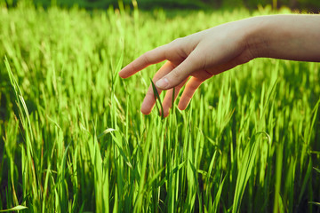 A gentle hand touches the tips of a fresh green grass