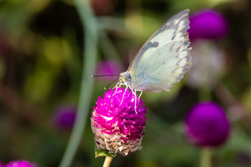 The Small White (Pieris rapae) a butterfly from Kerala, India