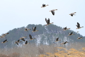 オオヒシクイ　Taiga bean goose