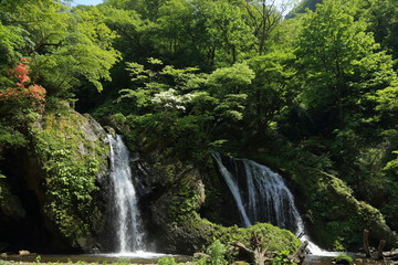 Naklejka na ściany i meble 新緑の十二滝　Junitaki(Twelve Falls) in early summer / Sakata, yamagata, Japan