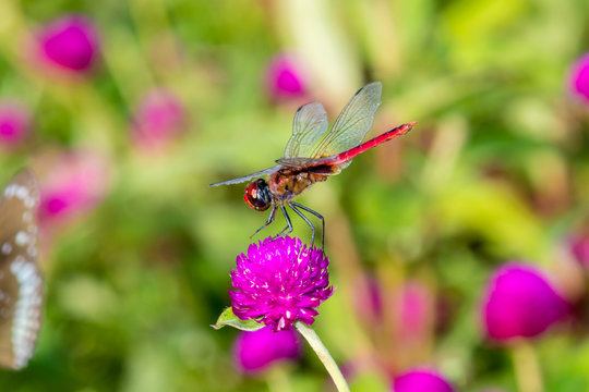 Crimson Marsh Glider (Trithemis aurora) dragonfly Libellulidae, India