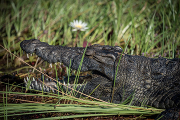 Crocodile resting in grass