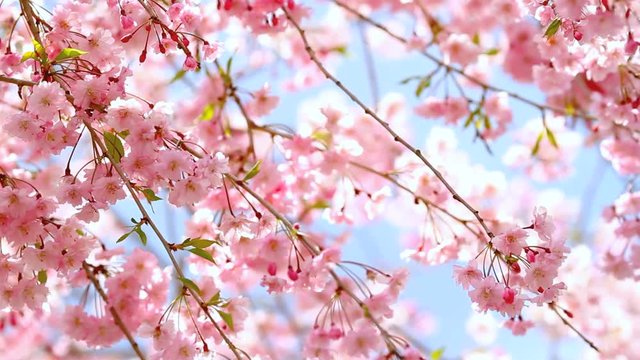 Gently pink sakura flowers against the blue sky.