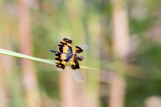 Golden Rhyothemis variegata dragonfly, Kerala, India