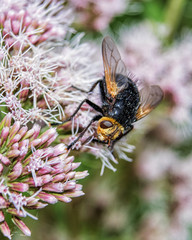 Schwarze Fliege mit gelben Kopf