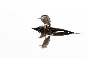 Water gulls bird from Backwater in Kerala