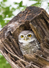 Little Owl peeping out of the hollow of an old tree. A spotted owlet in the tree nest hole.