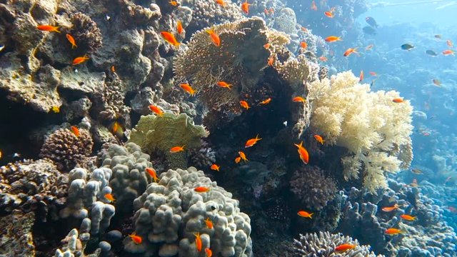 School of tropical fish in a colorful coral reef with water surface in background, Red sea, Egypt. Full HD underwater footage.