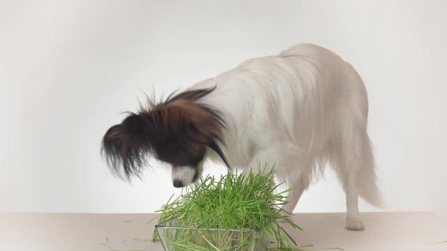 Beautiful young male dog Continental Toy Spaniel Papillon eating fresh sprouted oats on white background stock footage video