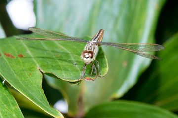 Hydrobasileus croceus Brauer, Amber-Winged Marsh dragonfly