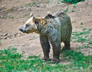 Brown bear in the mountains looking for food