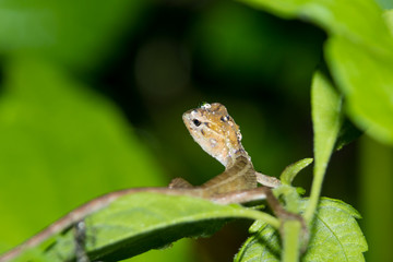 Chameleon with water drops on head after heavy rain