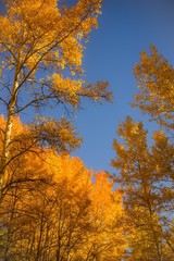 Fall color in Colorado