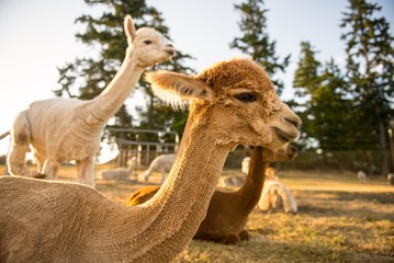 Alpacas in the northwest
