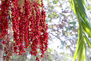 Macarthur palm tree with its red seed