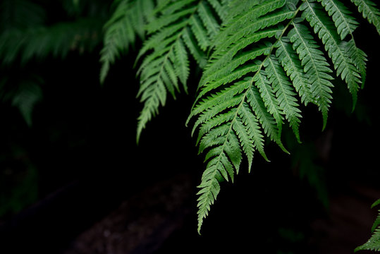 Fern leaves background. A fern in rain forest. Natural green fern in the forest.