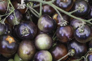 black cherry tomatoes on the vine