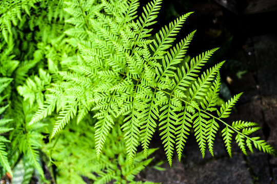 Healthy fern branch with leaves and patterns