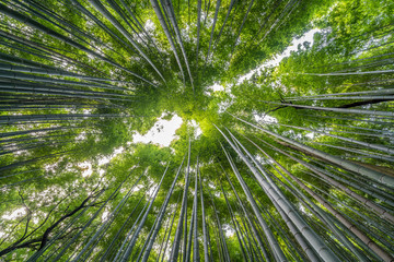 Early morning Sky view from Sagano-Arashiyama Bamboo forest, Kyoto, Japan