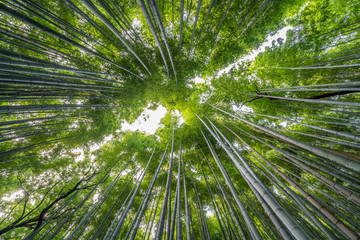 Early morning Sky view from Sagano-Arashiyama Bamboo forest, Kyoto, Japan