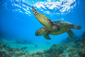 Sea turtle underwater against blue water surface on background