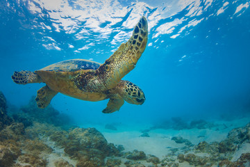 Sea turtle underwater against blue water background