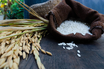 Thailand Rice on wooden table, rice in sackcloth and rice paddy on black wood,rice in sack,white rice in burlap sack with rice grain on the black wood