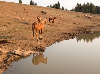 Bay Stallion reflecting in water with herd of wild horses at waterhole in the Pryor Mountain Wild Horse Range in Montana United States