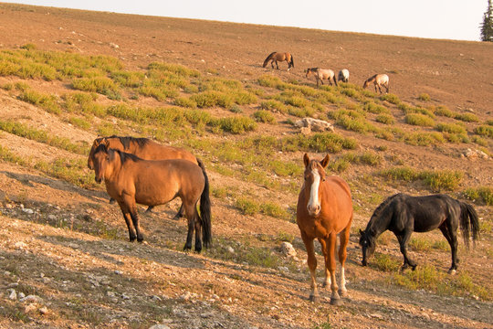Band of wild horse mustangs in the Pryor Mountains Wild Horse Range in Montana USA