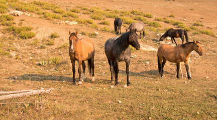 Band of wild horses in Montana's Pryor Mountains Wild Horse Range - United States