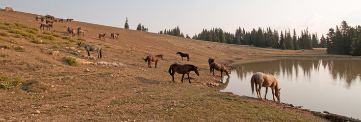 Herd of wild horses at waterhole in the early morning in the Pryor Mountains Wild Horse Range in...