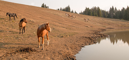 Young Bay Stallion with herd of wild horses at waterhole in the Pryor Mountains Wild Horse Range in...