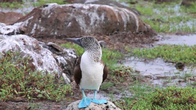Blue-footed Booby (Sula nebouxii) on North Seymour Island, Galapagos National Park, Ecuador