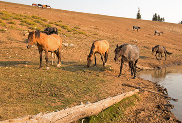 Herd of feral wild horses at waterhole in the Pryor Mountains Wild Horse Range in Montana United States