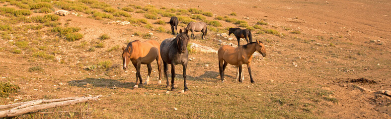Herd of wild horses in the Pryor Mountains in Montana United States