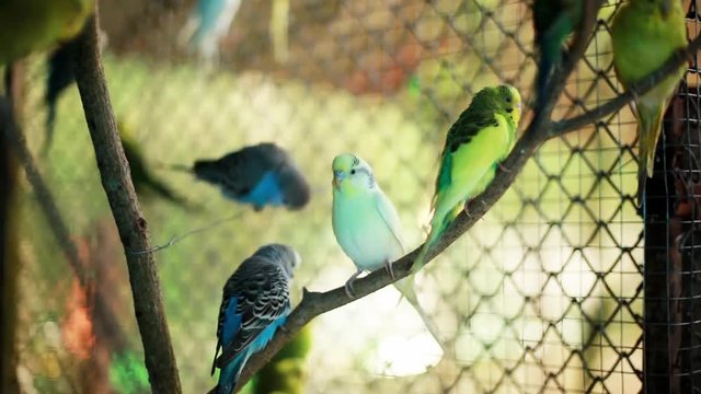 Flock of colorful parrots on a branch. 1920x1080