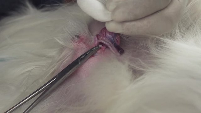 Operation on castration of dog close-up stock footage video