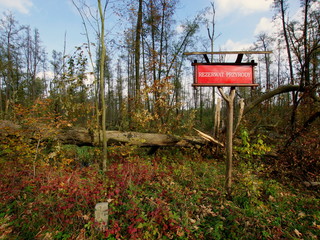 Rezerwat przyrody Olszyny Niezgodzkie w Dolinie Baryczy na Dolnym Śląsku