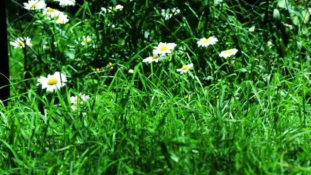 Wild daisy flowers, beautiful spring time
