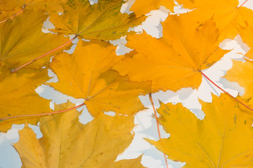 texture of yellow and orange leaves