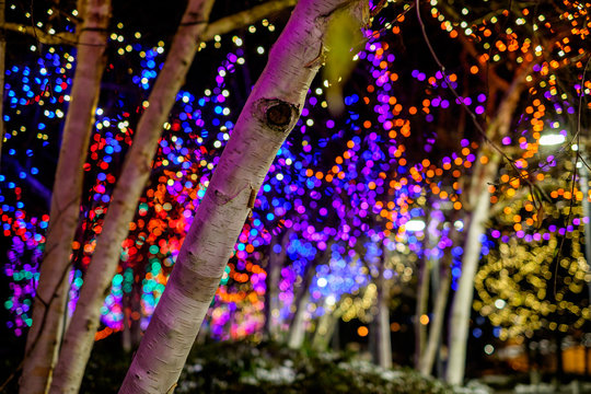 trees with Christmas light in background