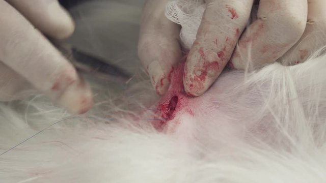 Operation on castration of dog close-up stock footage video