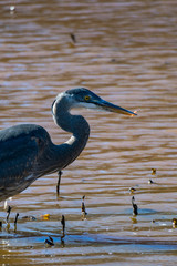 great blue heron catching small fish