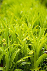 bright green grass background