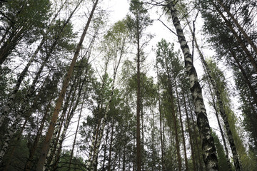 Wooded forest trees backlit by golden sunlight before sunset with sun rays pouring through trees on forest floor illuminating tree branches