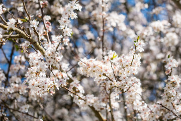 white cherry blossom