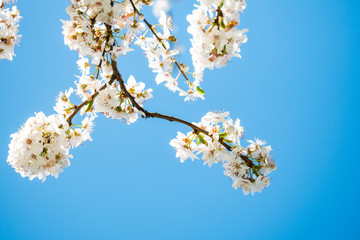 white cherry blossom with blue sky