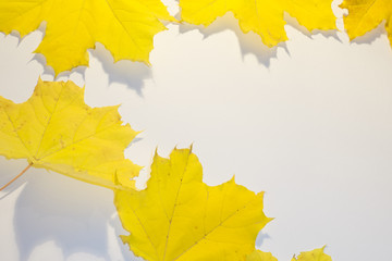 Naklejka na ściany i meble Yellow autumn rowan leaves. with copy space.